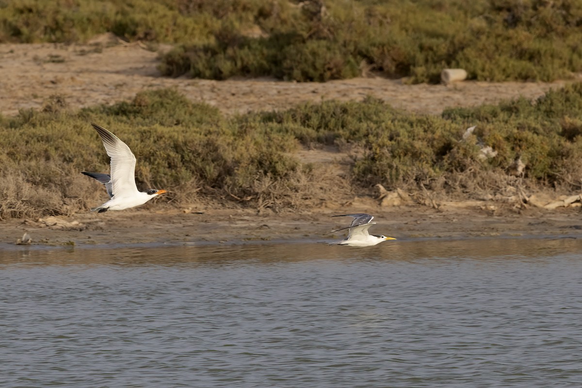 Caspian Tern - ML616539982