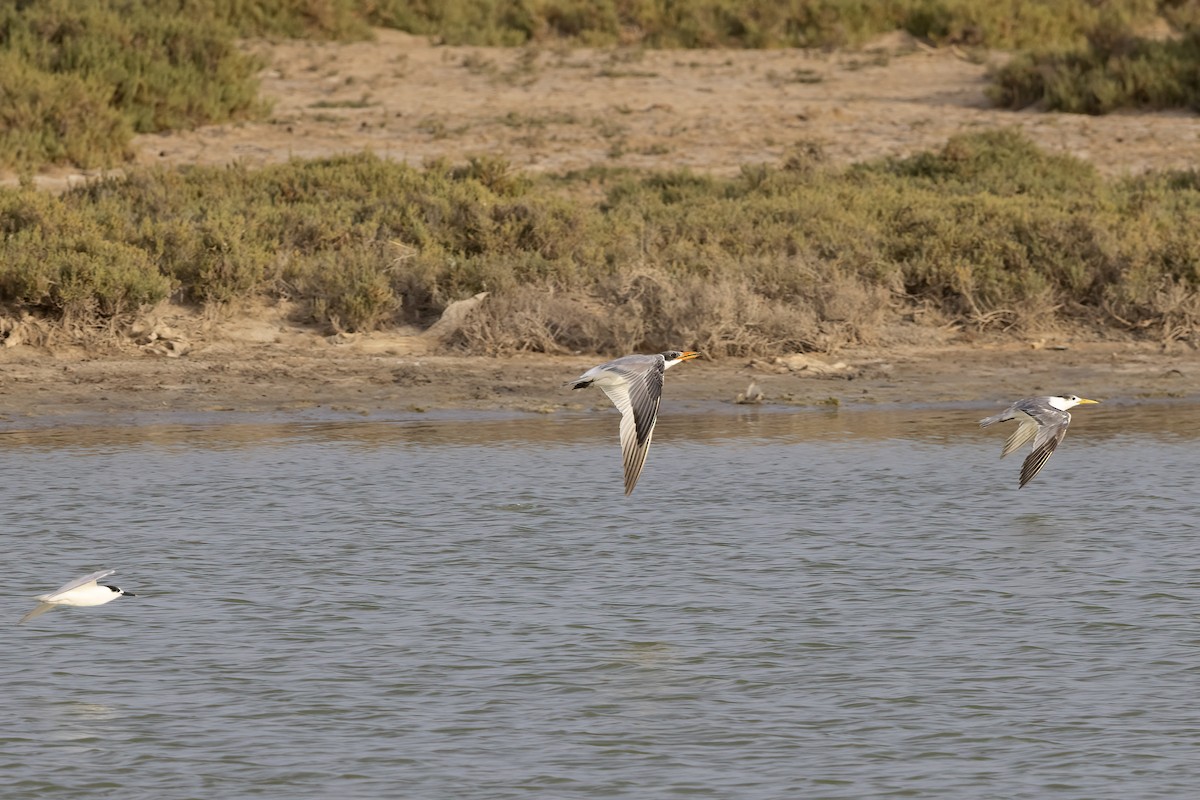 Caspian Tern - ML616539983