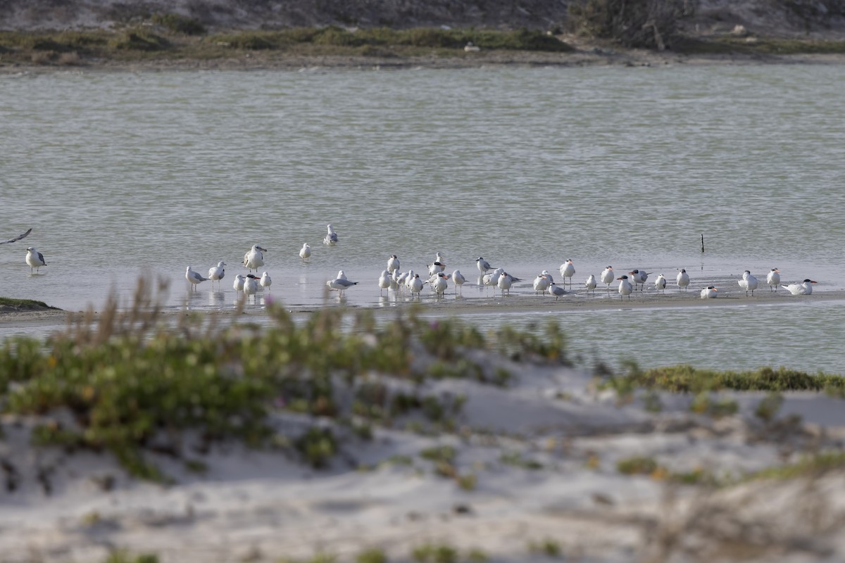 Caspian Tern - ML616539984