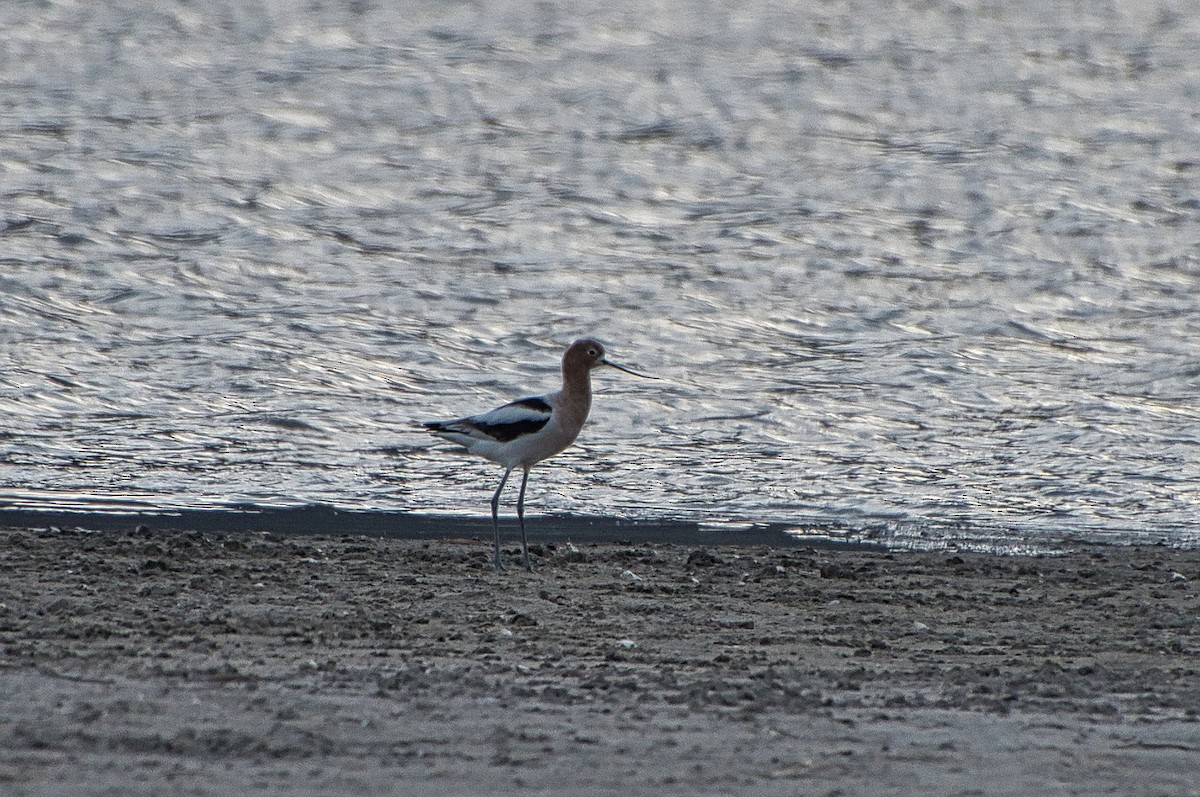 Avoceta Americana - ML616540005