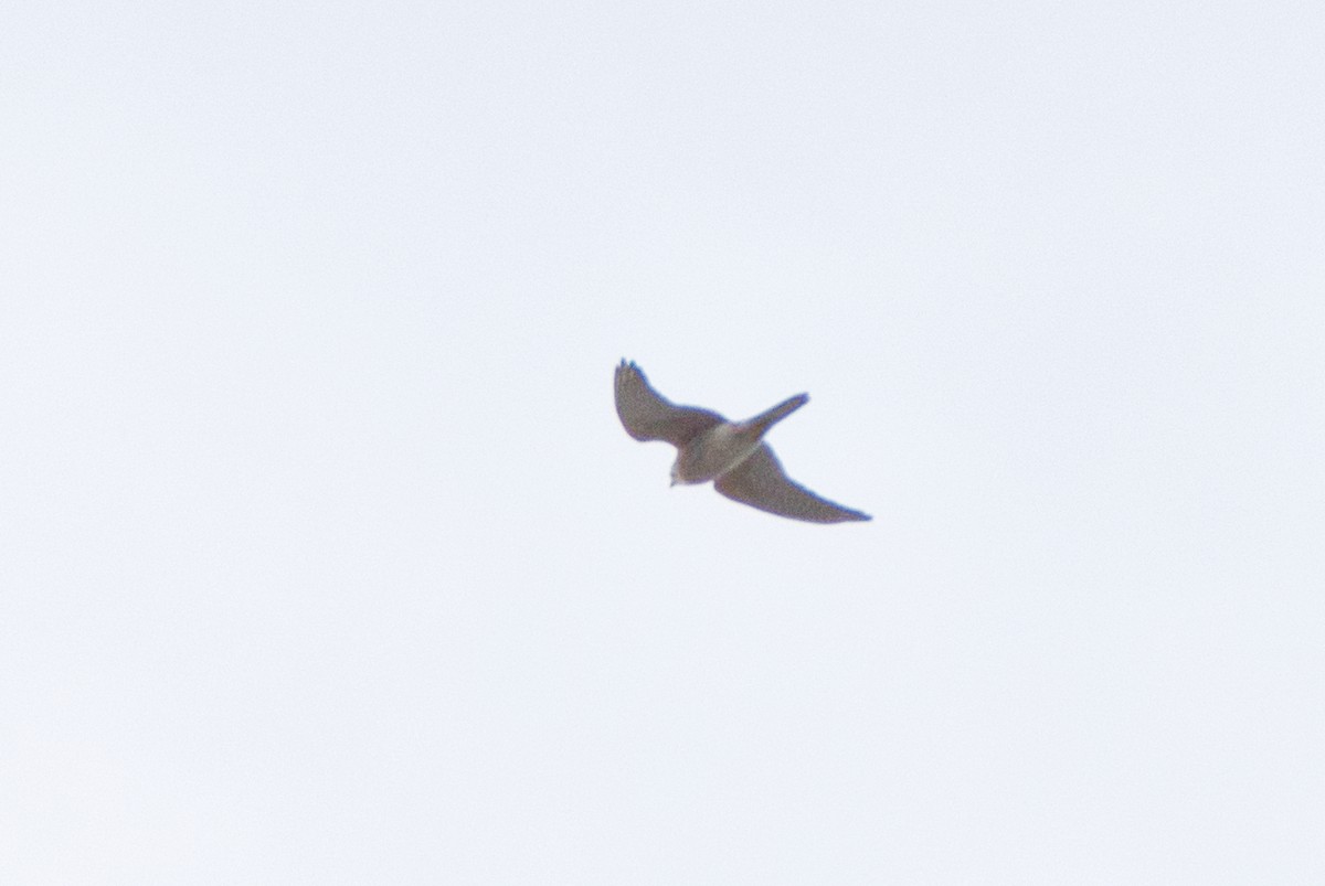 American Kestrel - ML616540011