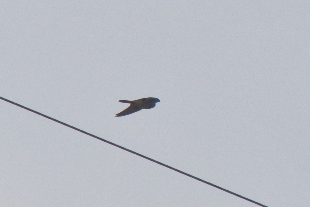 American Kestrel - ML616540012