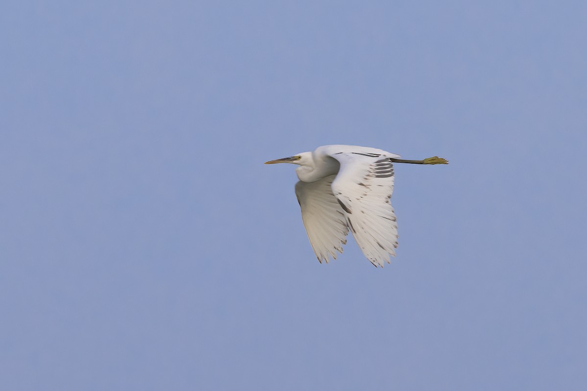 Western Reef-Heron - Delfin Gonzalez