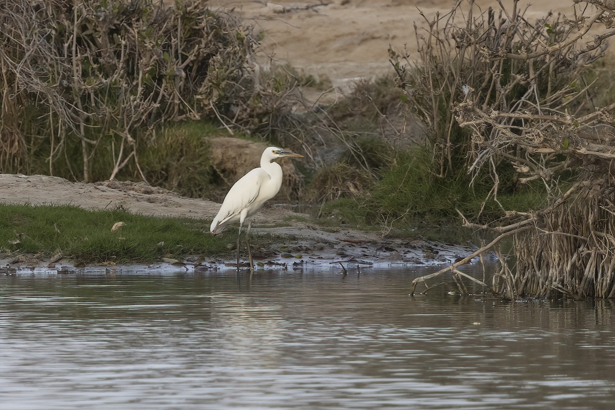 Western Reef-Heron - Delfin Gonzalez