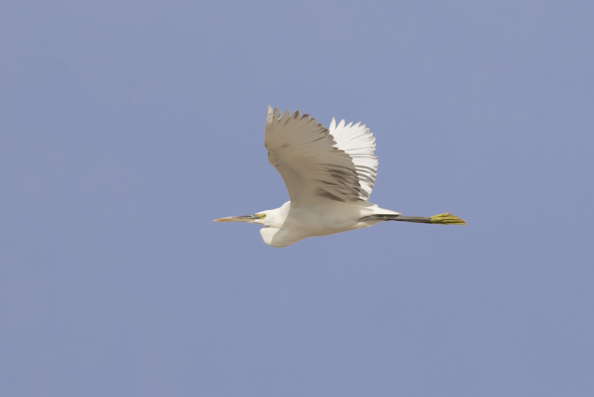 Western Reef-Heron - Delfin Gonzalez