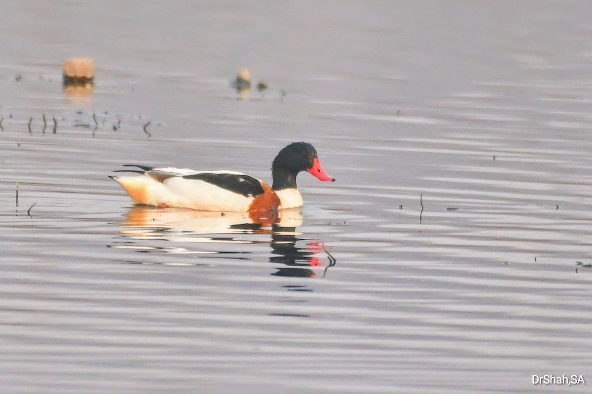 Common Shelduck - ML616540031