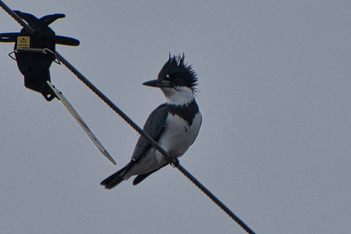 Belted Kingfisher - ML616540039