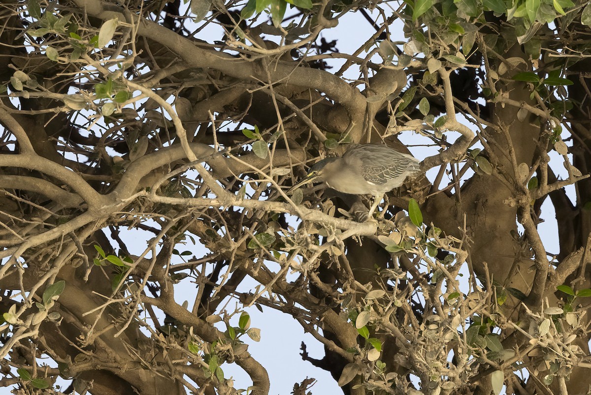 Striated Heron - Delfin Gonzalez