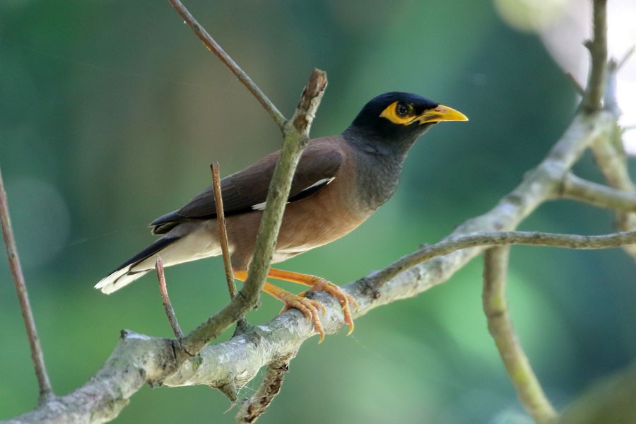 Common Myna - ML616540045