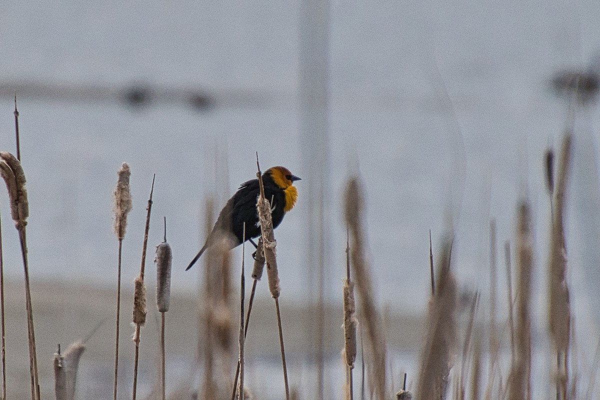 Yellow-headed Blackbird - ML616540048