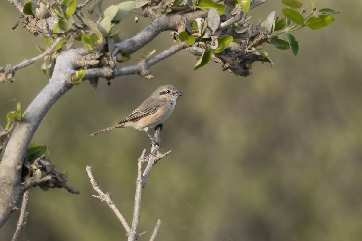 Red-tailed Shrike - Delfin Gonzalez