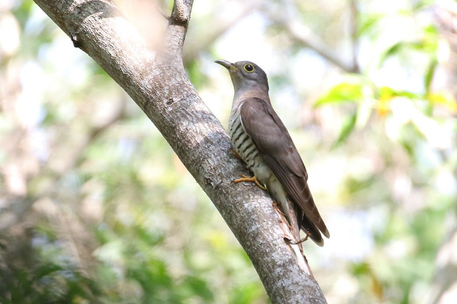 Indian Cuckoo - ML616540068