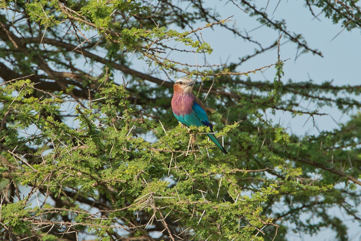 Lilac-breasted Roller - ML616540075