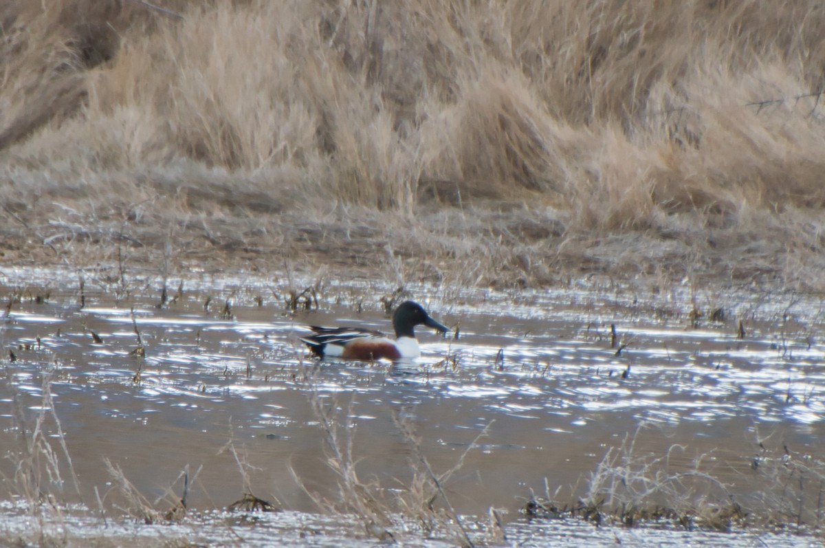 Northern Shoveler - ML616540078