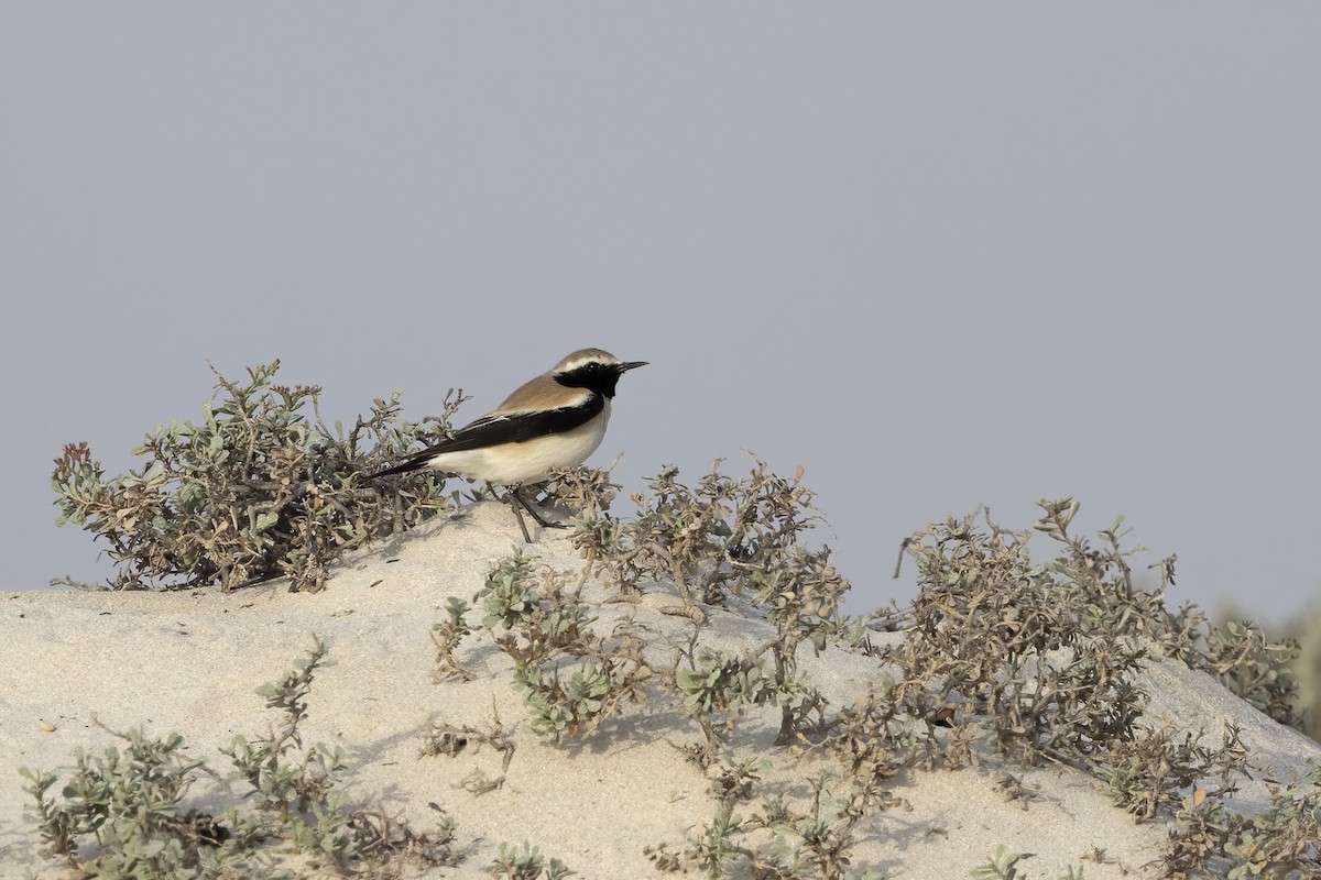 Desert Wheatear - ML616540083