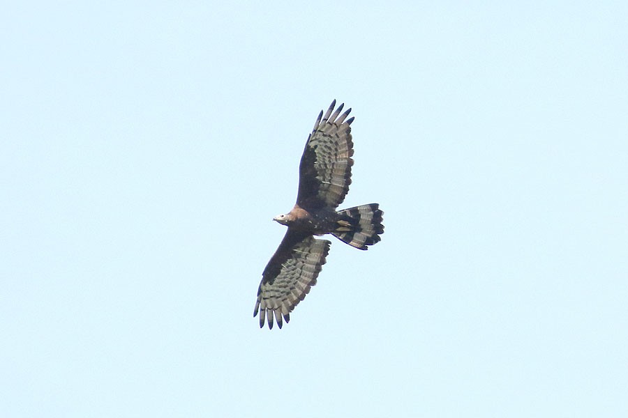 Oriental Honey-buzzard - ML616540094