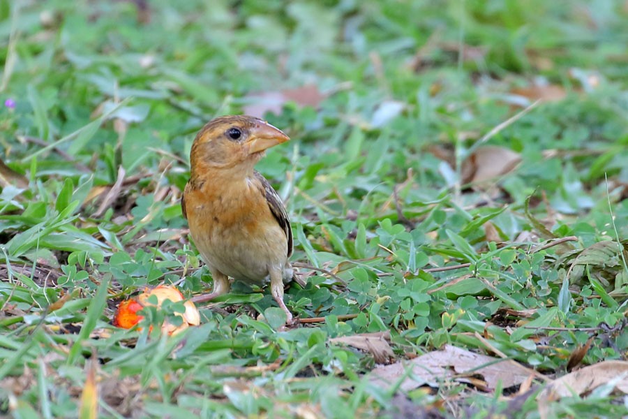 Baya Weaver - ML616540098