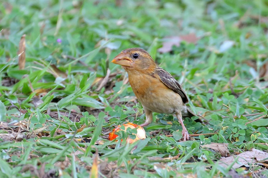 Baya Weaver - ML616540099