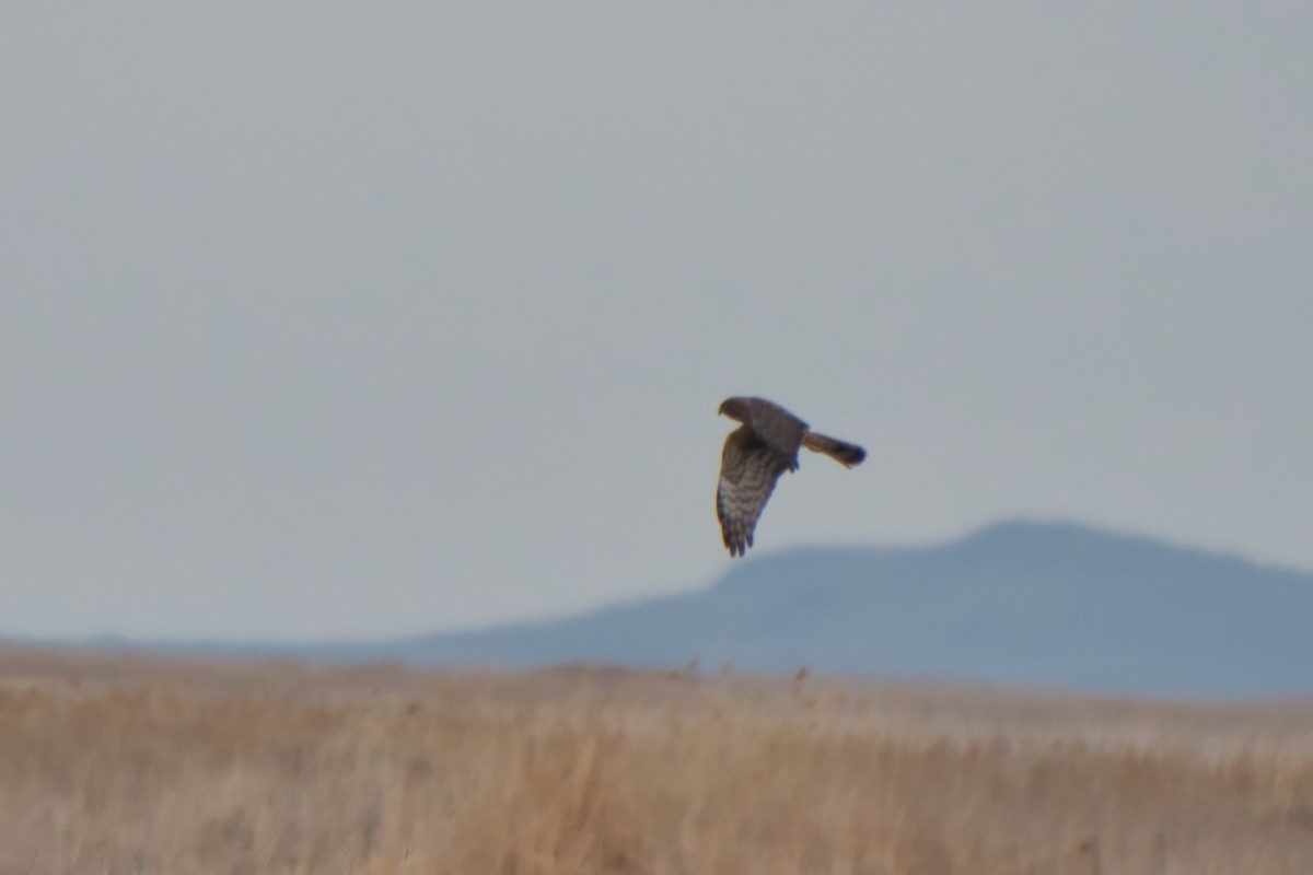 Northern Harrier - ML616540100