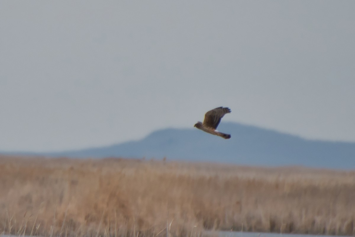 Northern Harrier - ML616540102