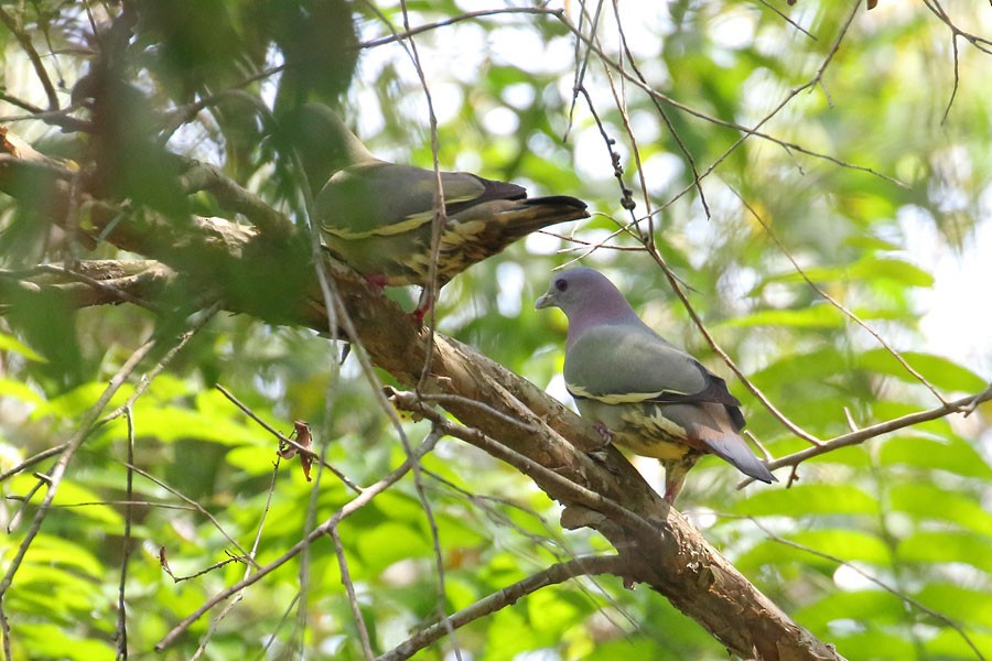 Pink-necked Green-Pigeon - ML616540109