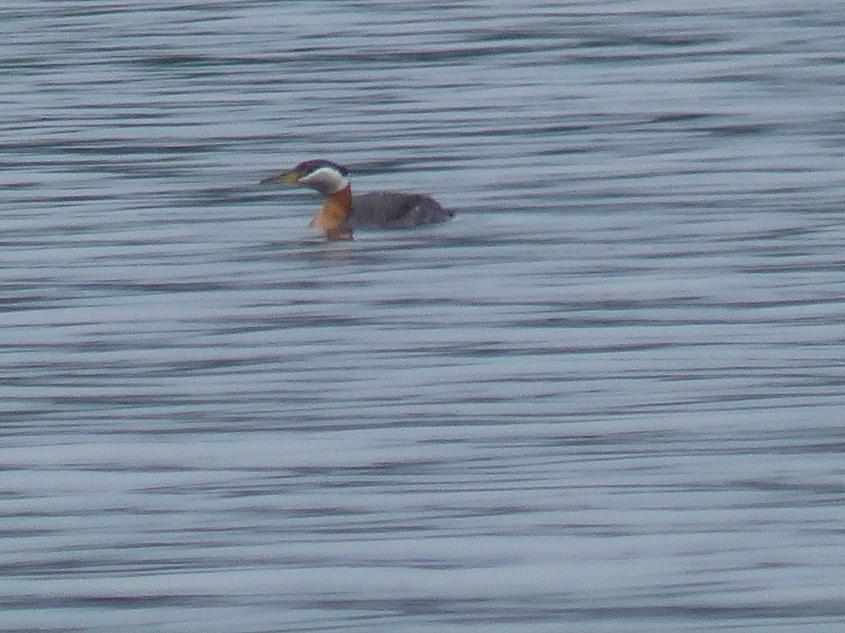 Red-necked Grebe - ML61654011