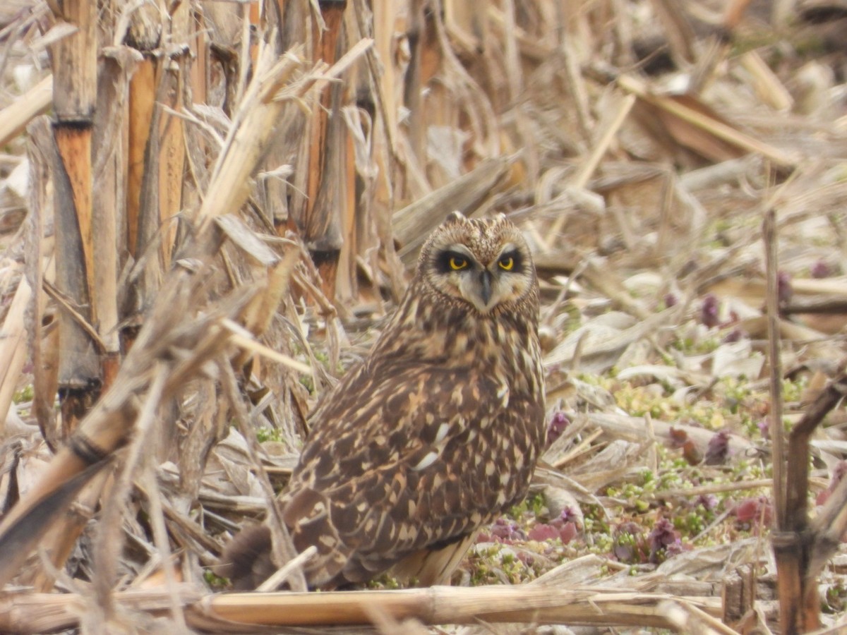 Short-eared Owl - James Wojewodzki