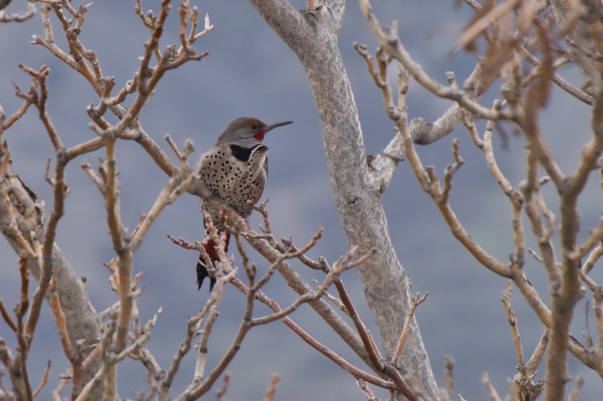 Northern Flicker - ML616540112