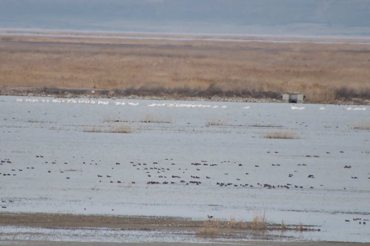 American White Pelican - ML616540117