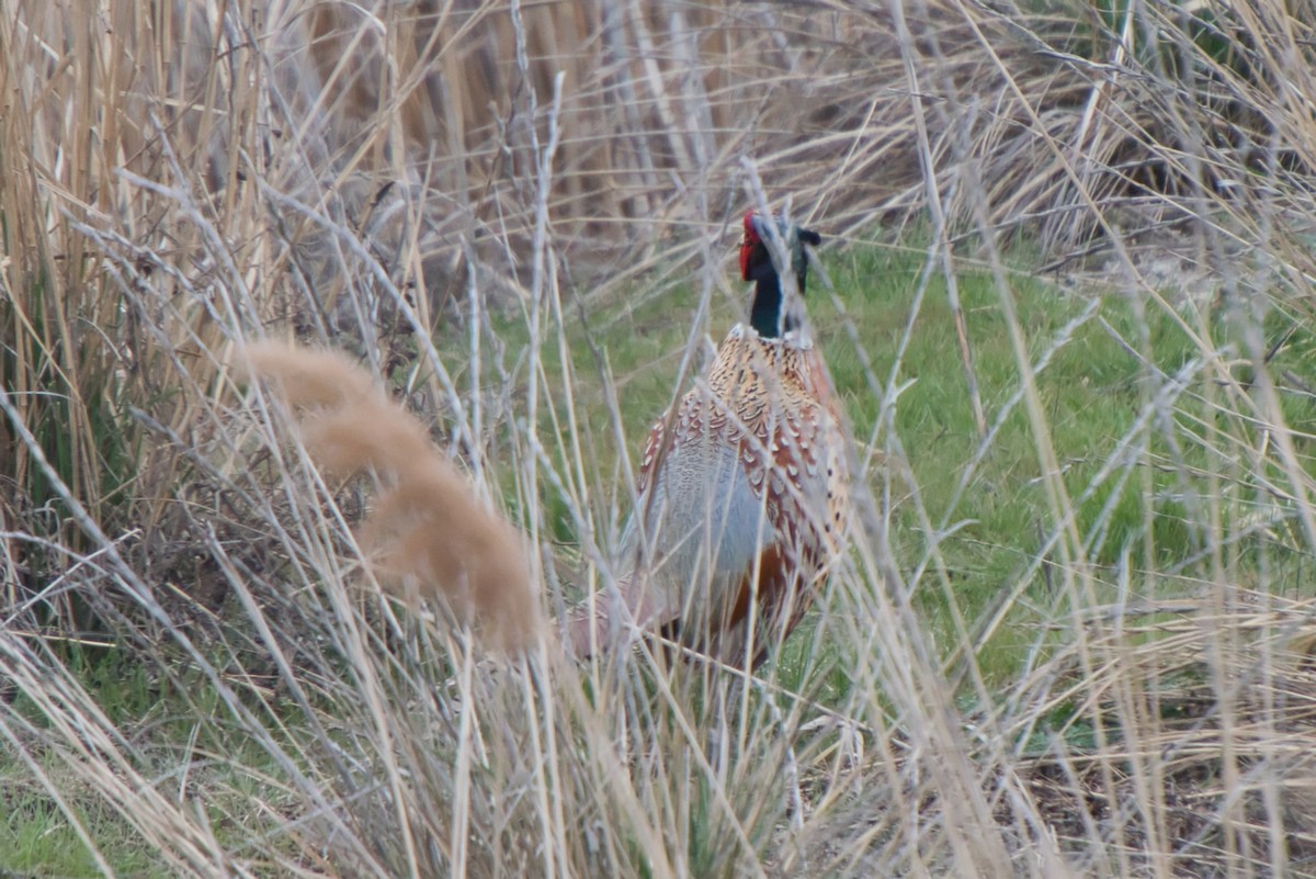 Ring-necked Pheasant - ML616540136