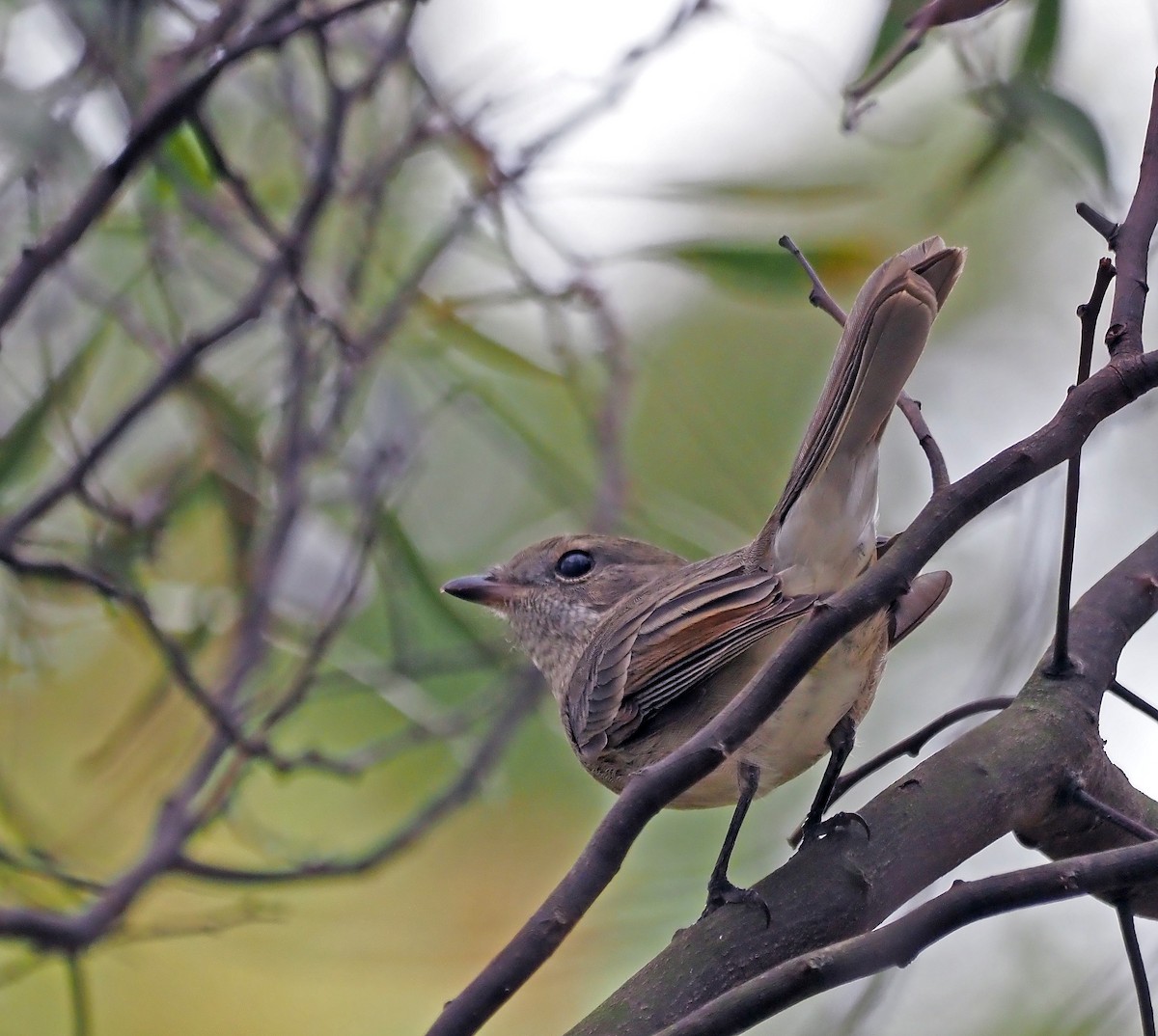 Golden Whistler - ML616540152