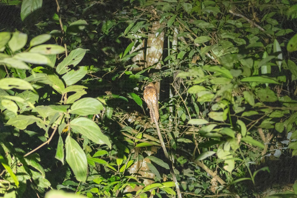 Rufous Potoo - ML616540154