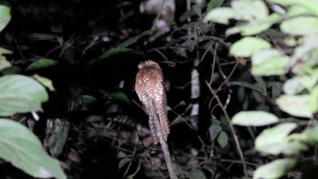 Rufous Potoo - ML616540159