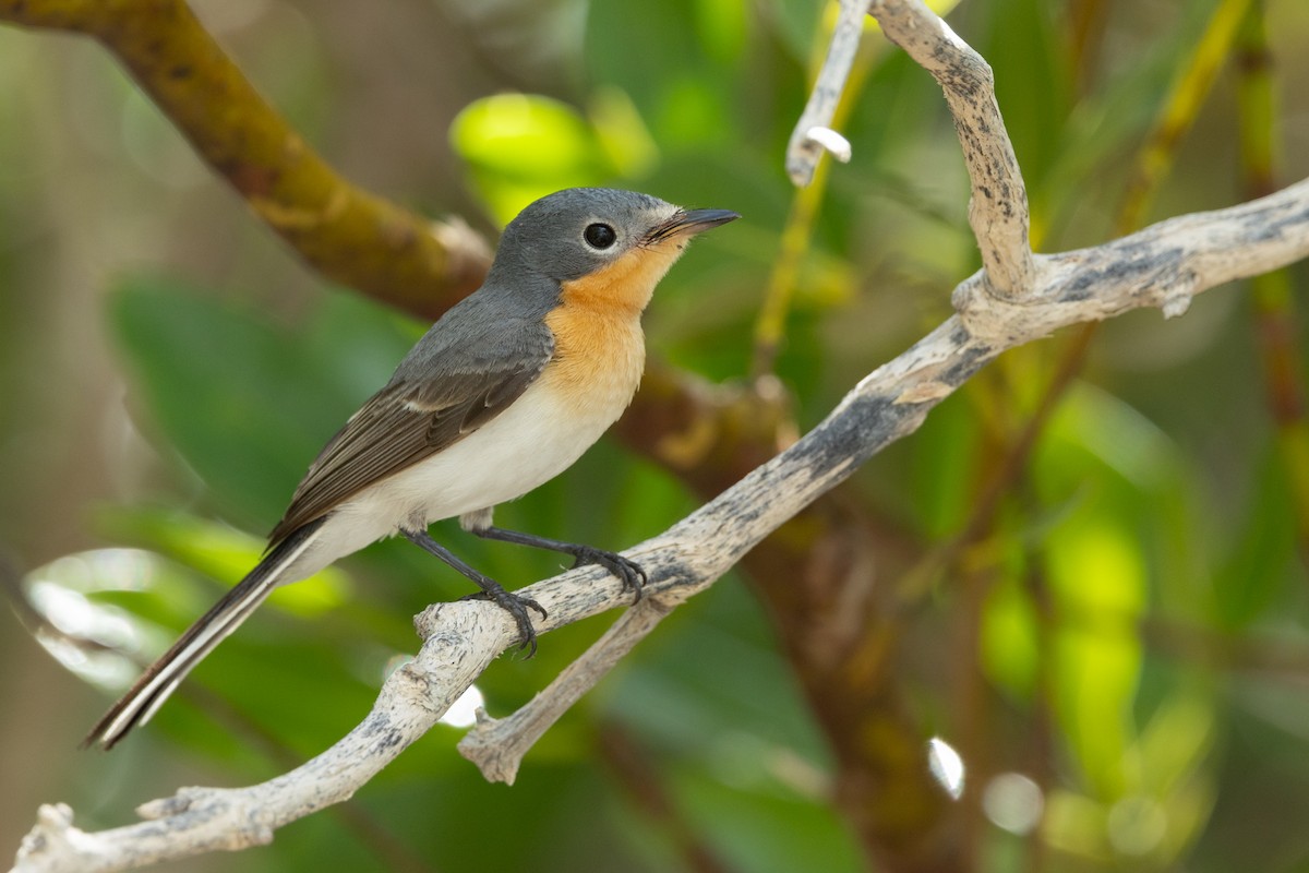 Broad-billed Flycatcher - ML616540176