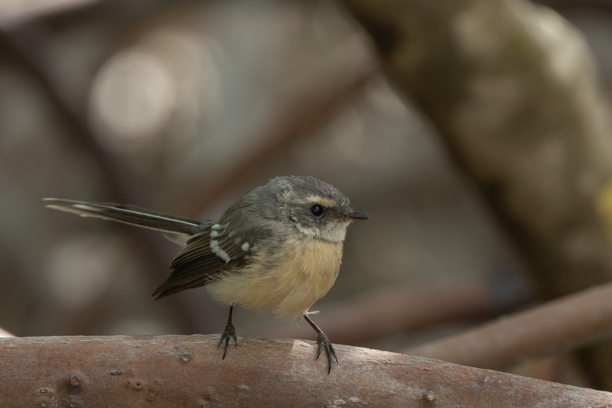 Mangrove Fantail - Adrian Boyle