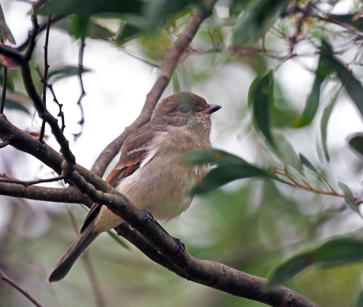 Golden Whistler - ML616540184