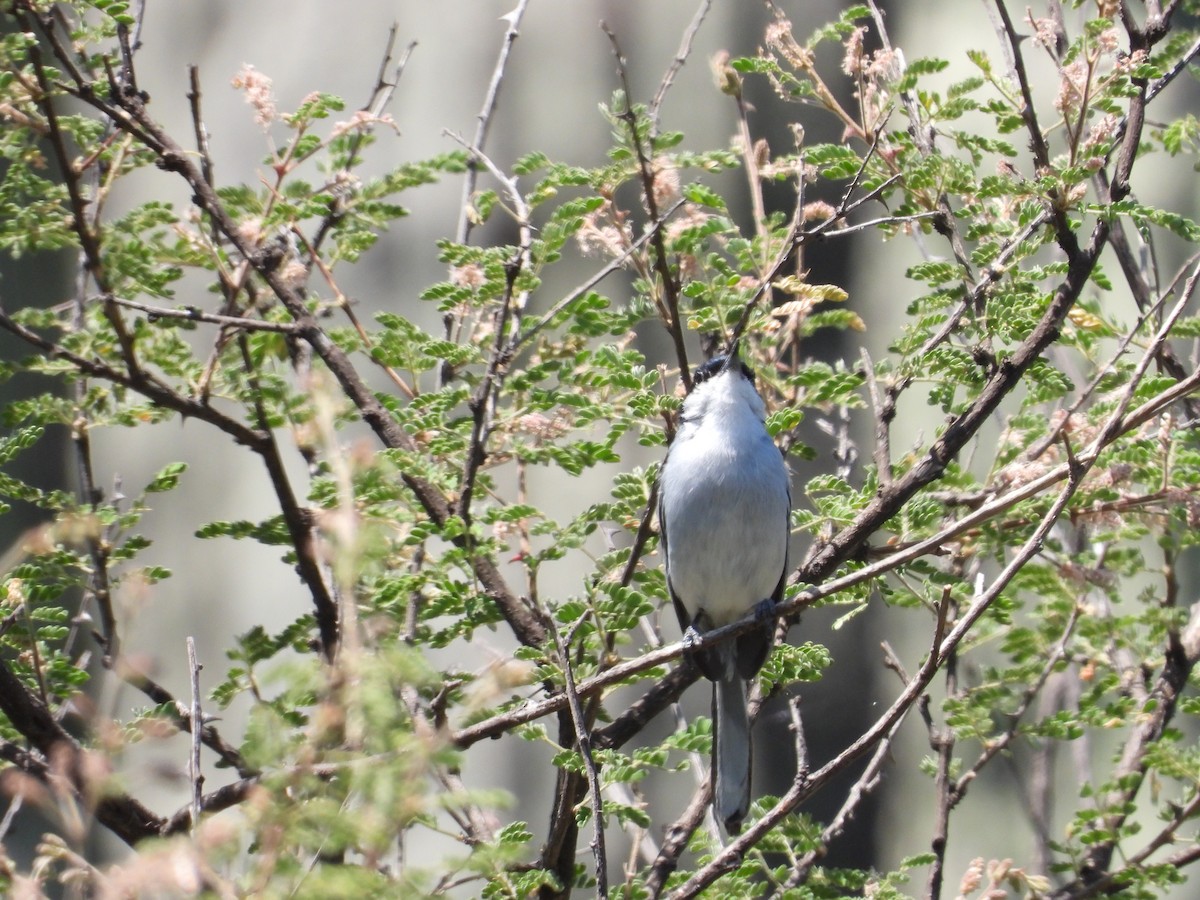 White-lored Gnatcatcher - ML616540203