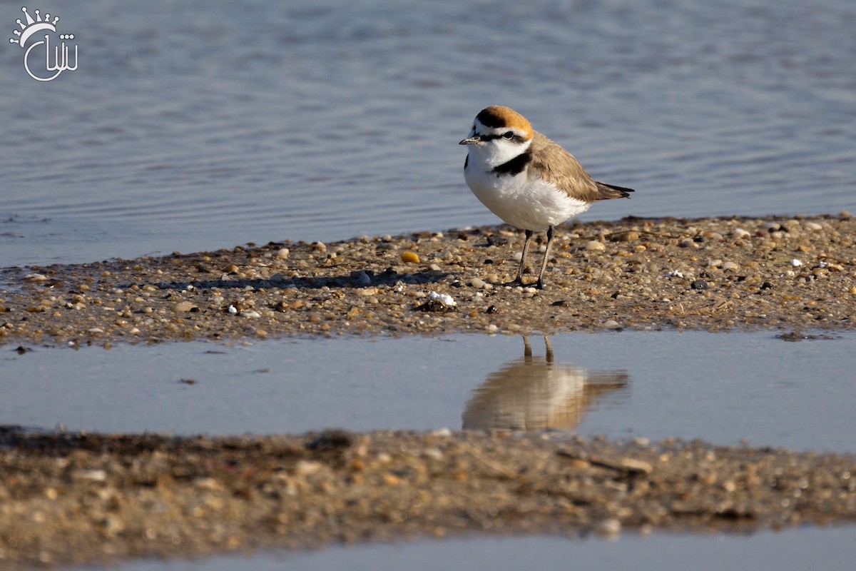 Морской зуёк (alexandrinus/nihonensis) - ML616540253