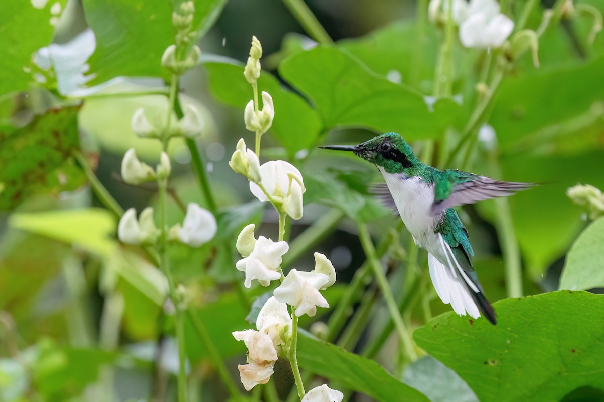 Colibrí Hada Oriental - ML616540297