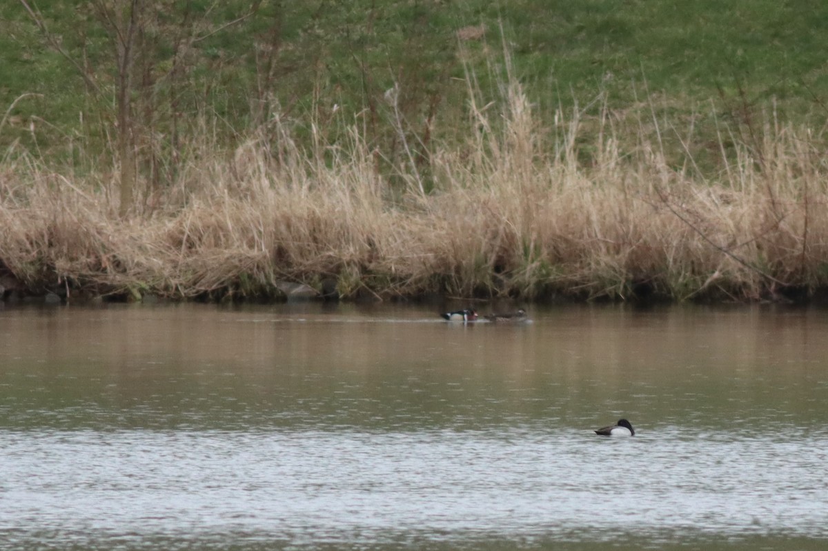 Greater Scaup - ML616540304