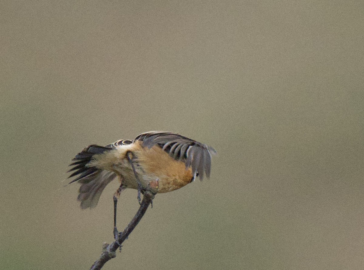 Siberian/Amur Stonechat - ML616540341