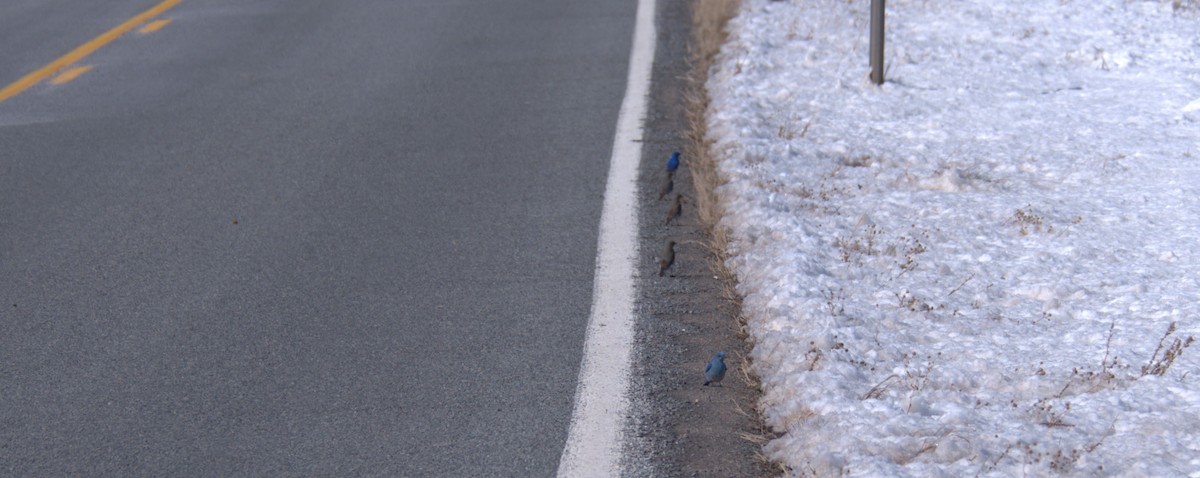 Mountain Bluebird - Sze On Ng (Aaron)