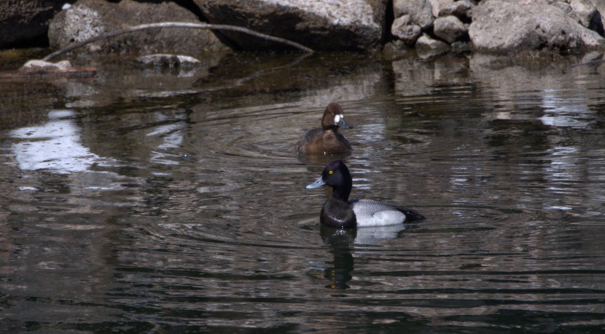 Lesser Scaup - Sze On Ng (Aaron)