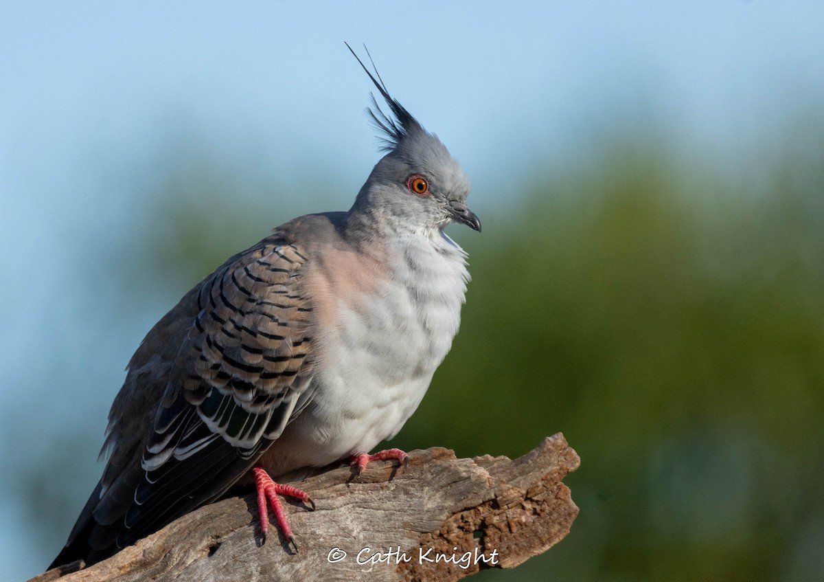 Crested Pigeon - ML616540419