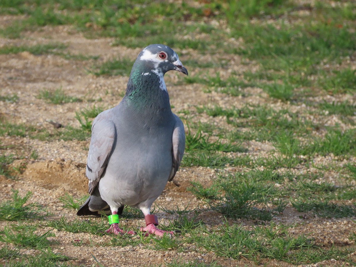 Rock Pigeon (Feral Pigeon) - ML616540438
