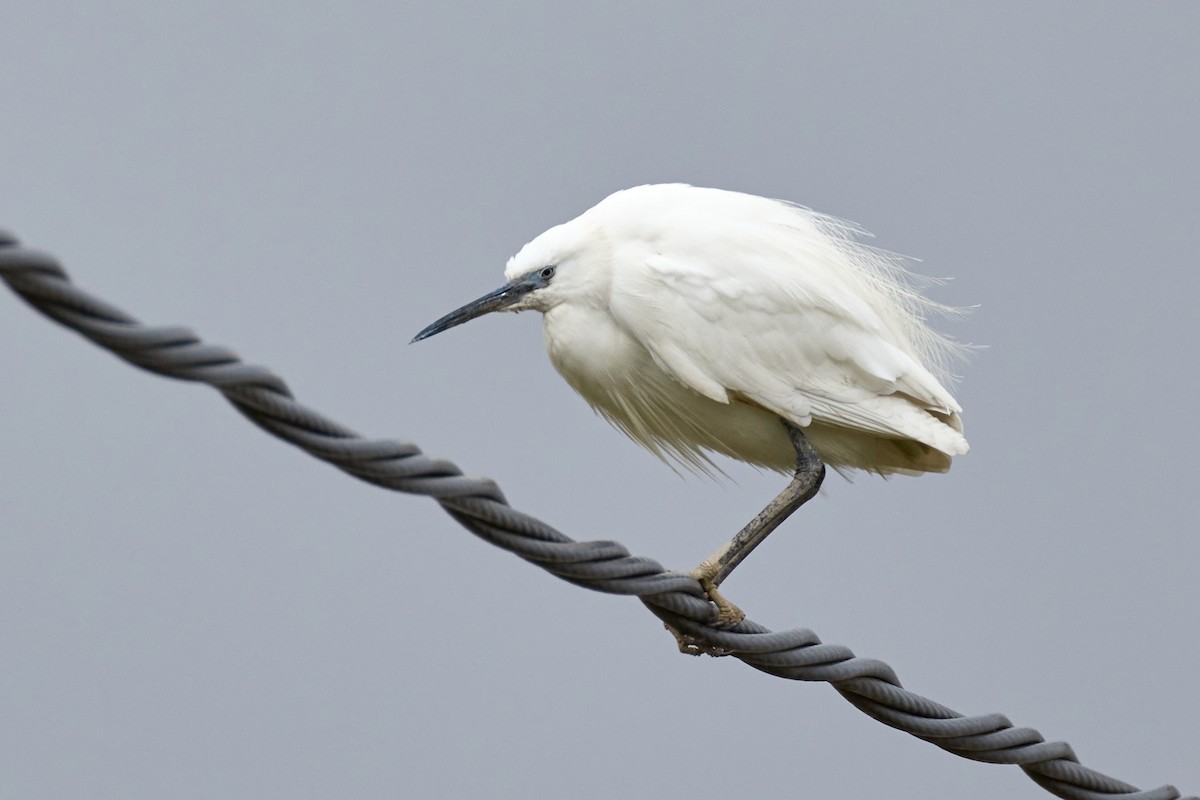 Little Egret - Gonzalo Astete Martín