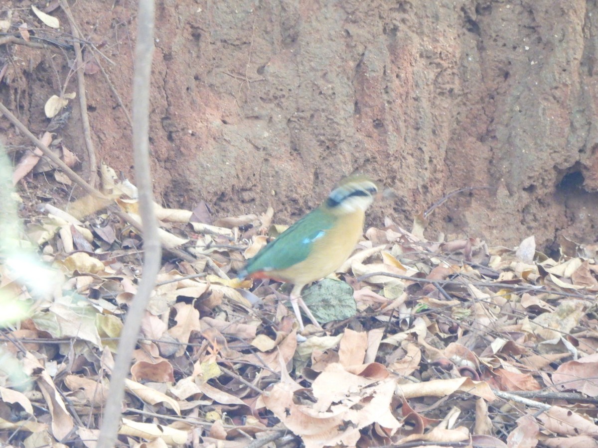 Indian Pitta - ML616540503