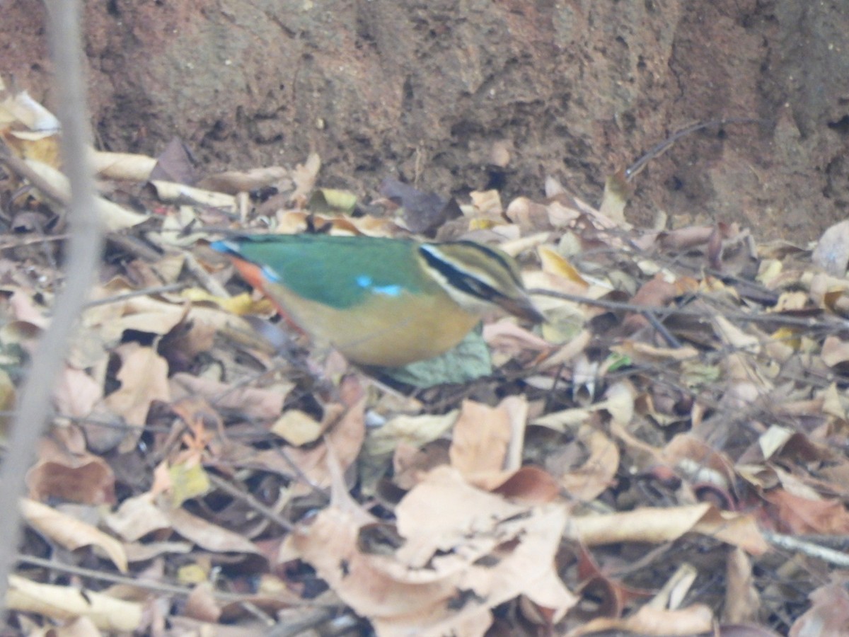 Indian Pitta - ML616540504