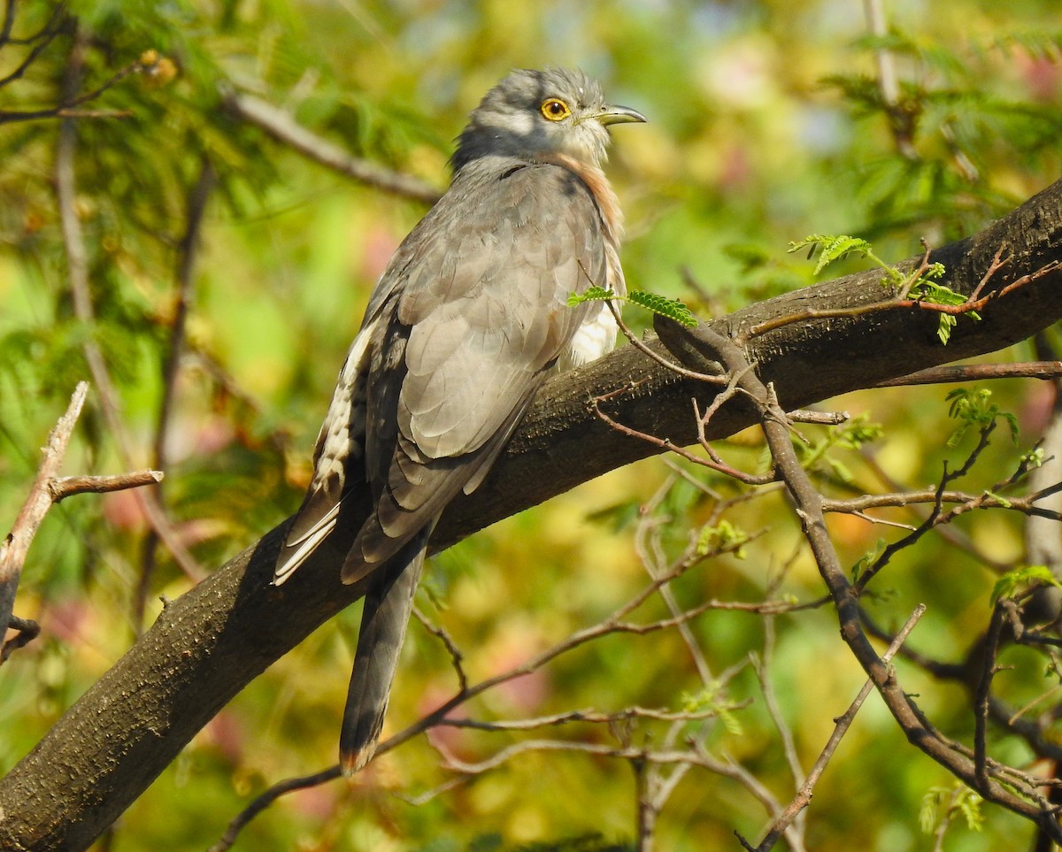 Common Hawk-Cuckoo - ML616540520