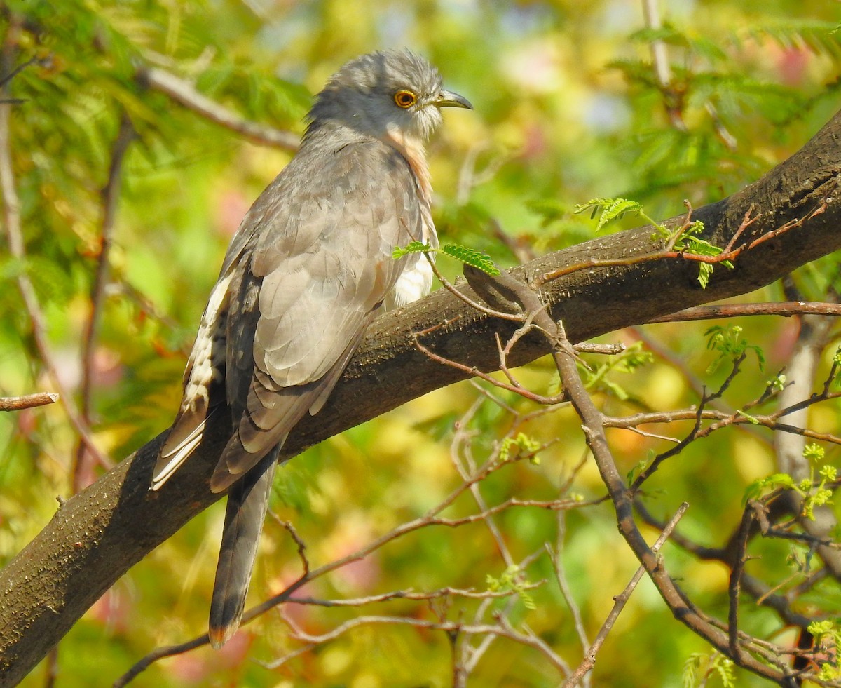 Common Hawk-Cuckoo - ML616540521